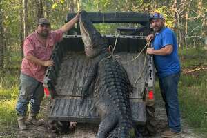 Texas man catches 13-foot alligator to begin hunting season