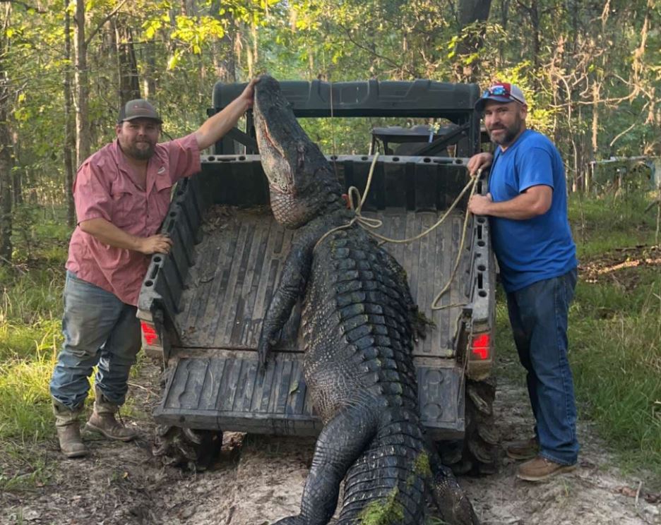 Texas man catches 13foot alligator to open hunting season