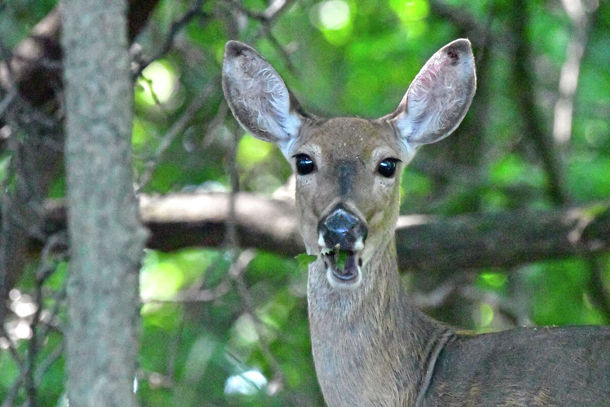 A deer is caught mid-chew in a wooded area in Morgan County.