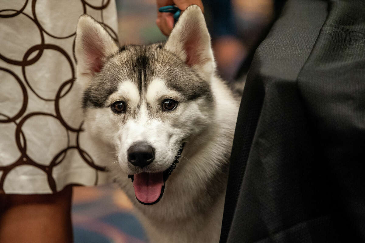 SEEN Showing off Siberian huskies at the Great Hall