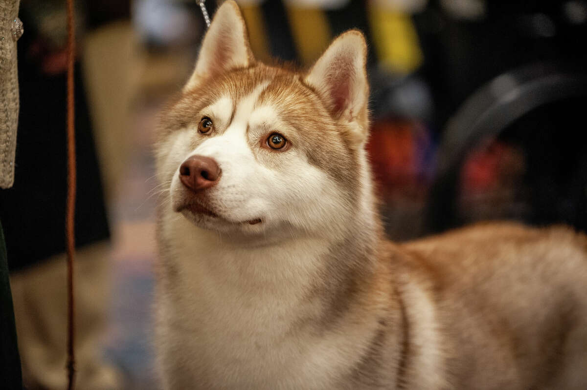 SEEN Showing off Siberian huskies at the Great Hall