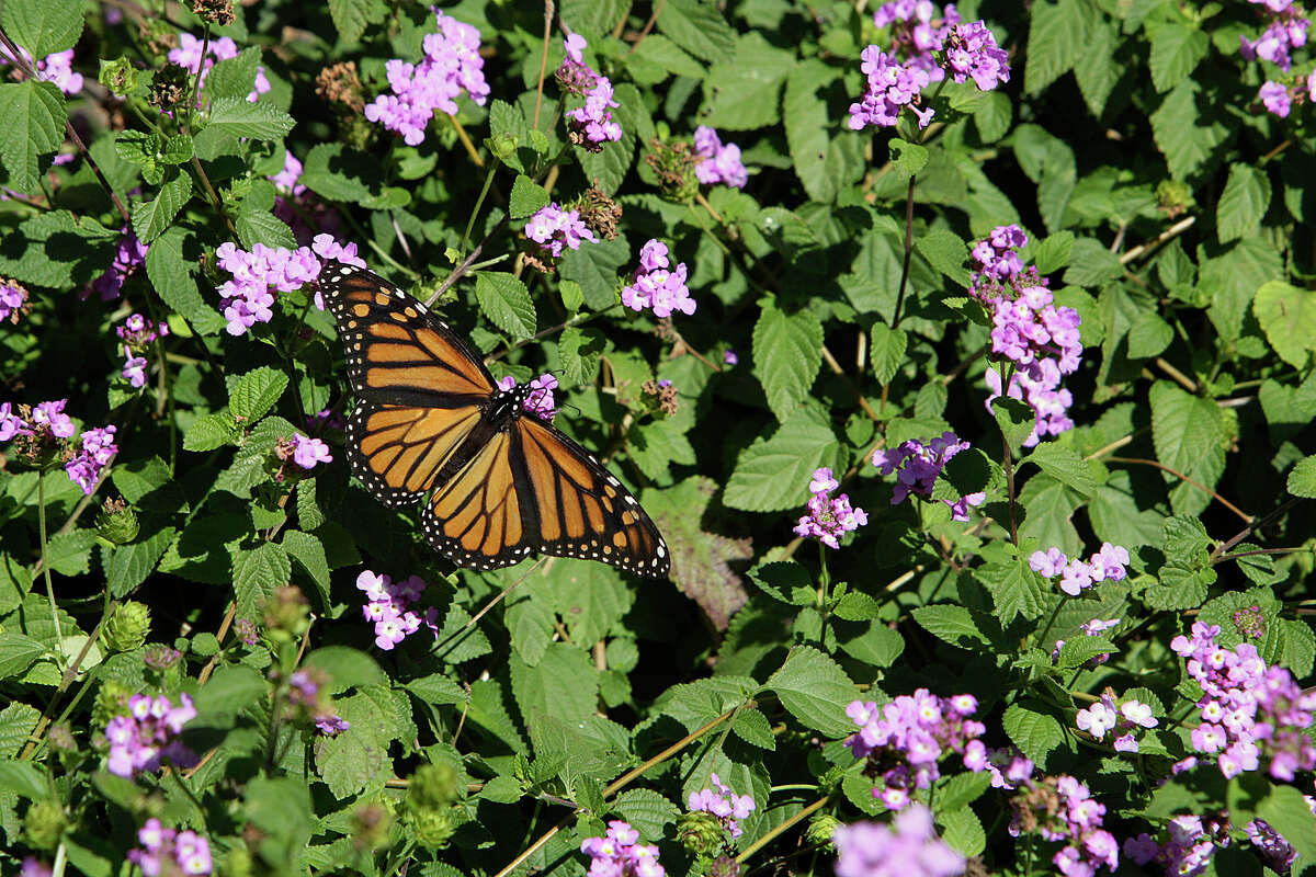 A monarch butterfly feeds on nectar from the flowers of a lantana bloom at Wildseed Farms.