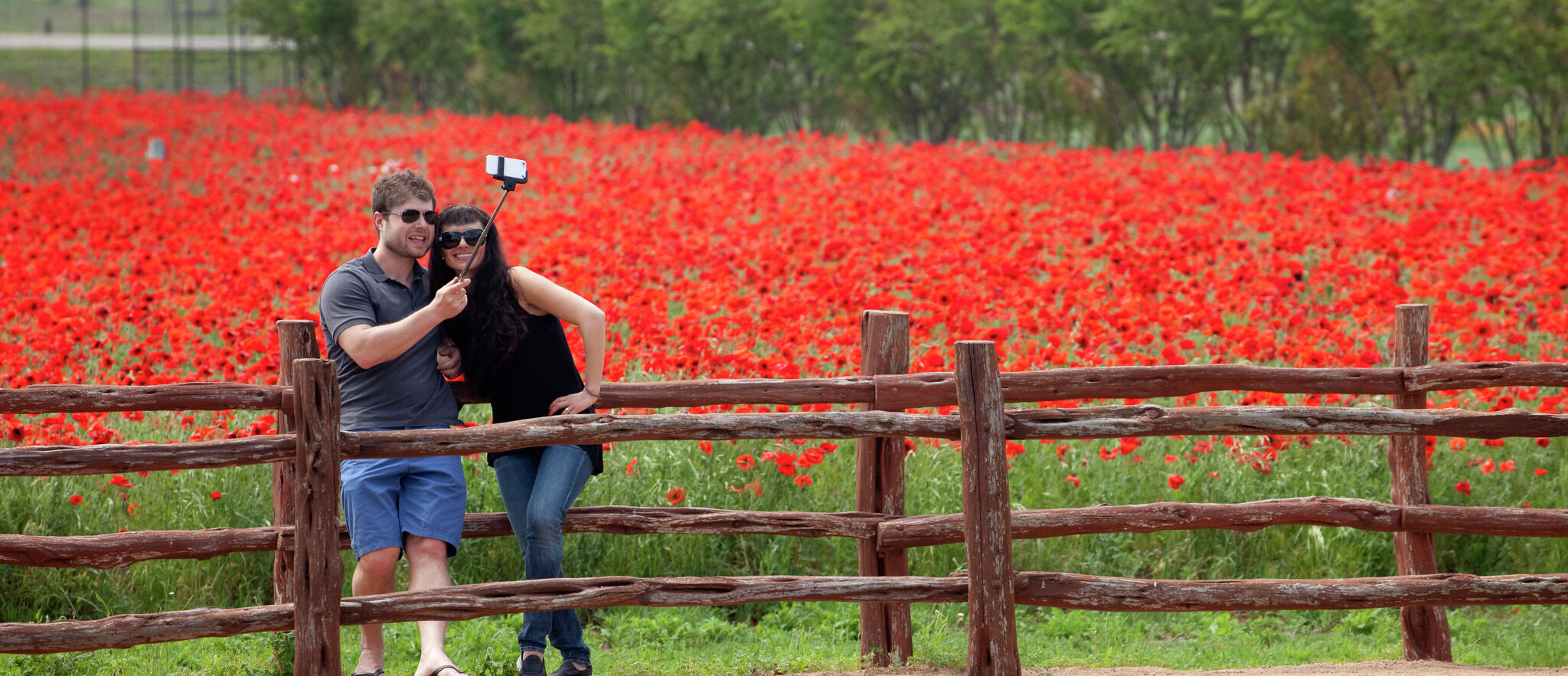 Hill Country's Wildseed Farms is largest wildflower farm in U.S.