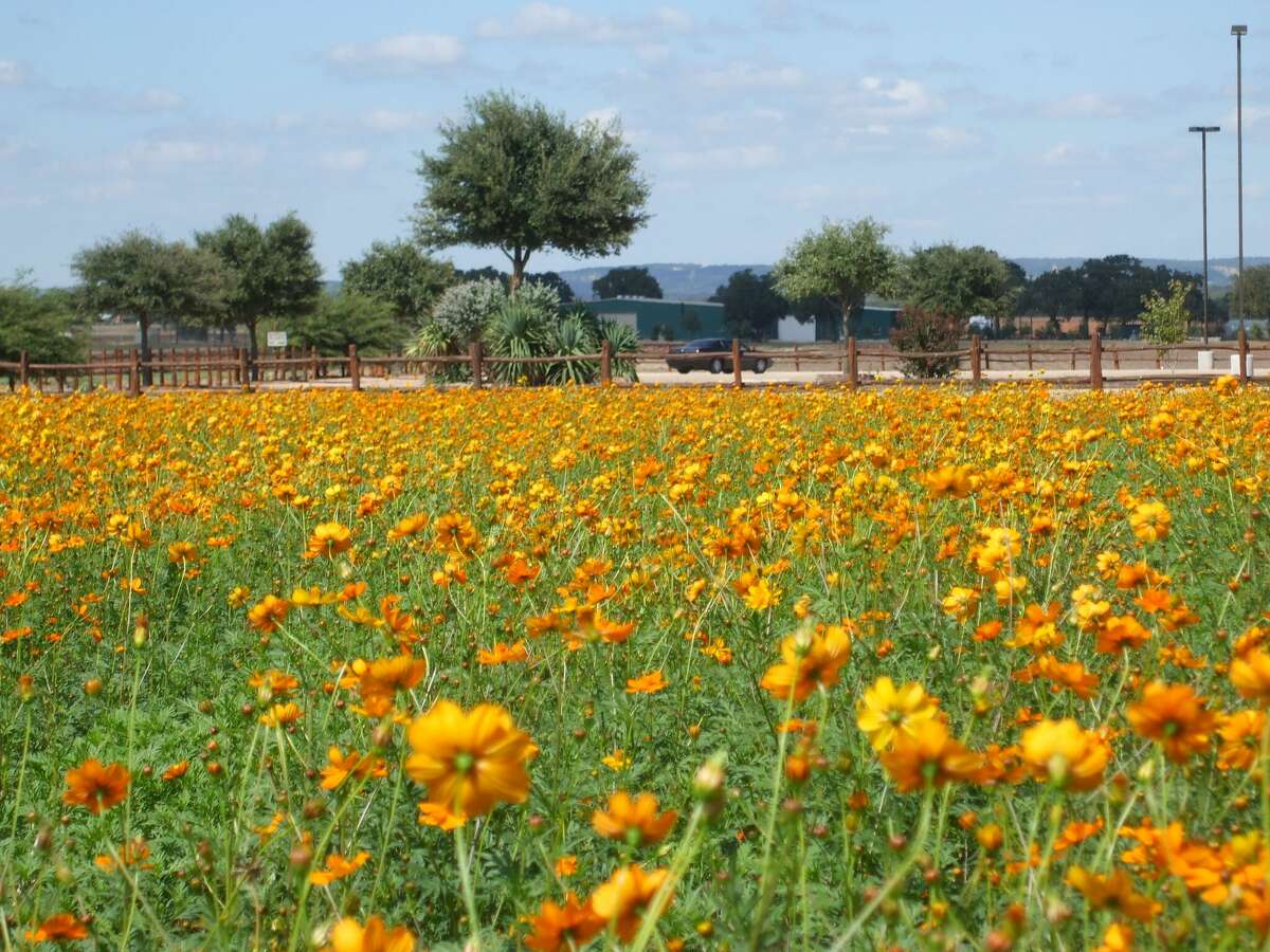 Fields of dazzling, sun-brilliant cosmos wave in the wind, beckoning tourists to Wildseed Farms, a colorful tourist attraction on U.S. 290 near Fredericksburg.