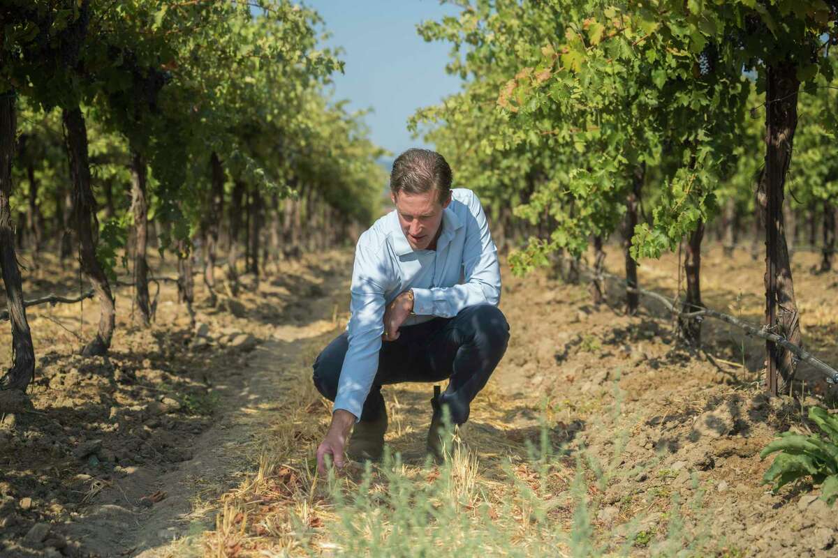 Robert Hall Winery's Caine Thompson inspects cover crop in a regeneratively farmed vineyard in Paso Robles (San Luis Obispo County).