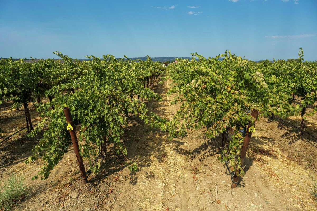 The canopies of the regeneratively farmed vines were much larger than the control block, resulting in less dehydration in the grapes and lower-alcohol wines.