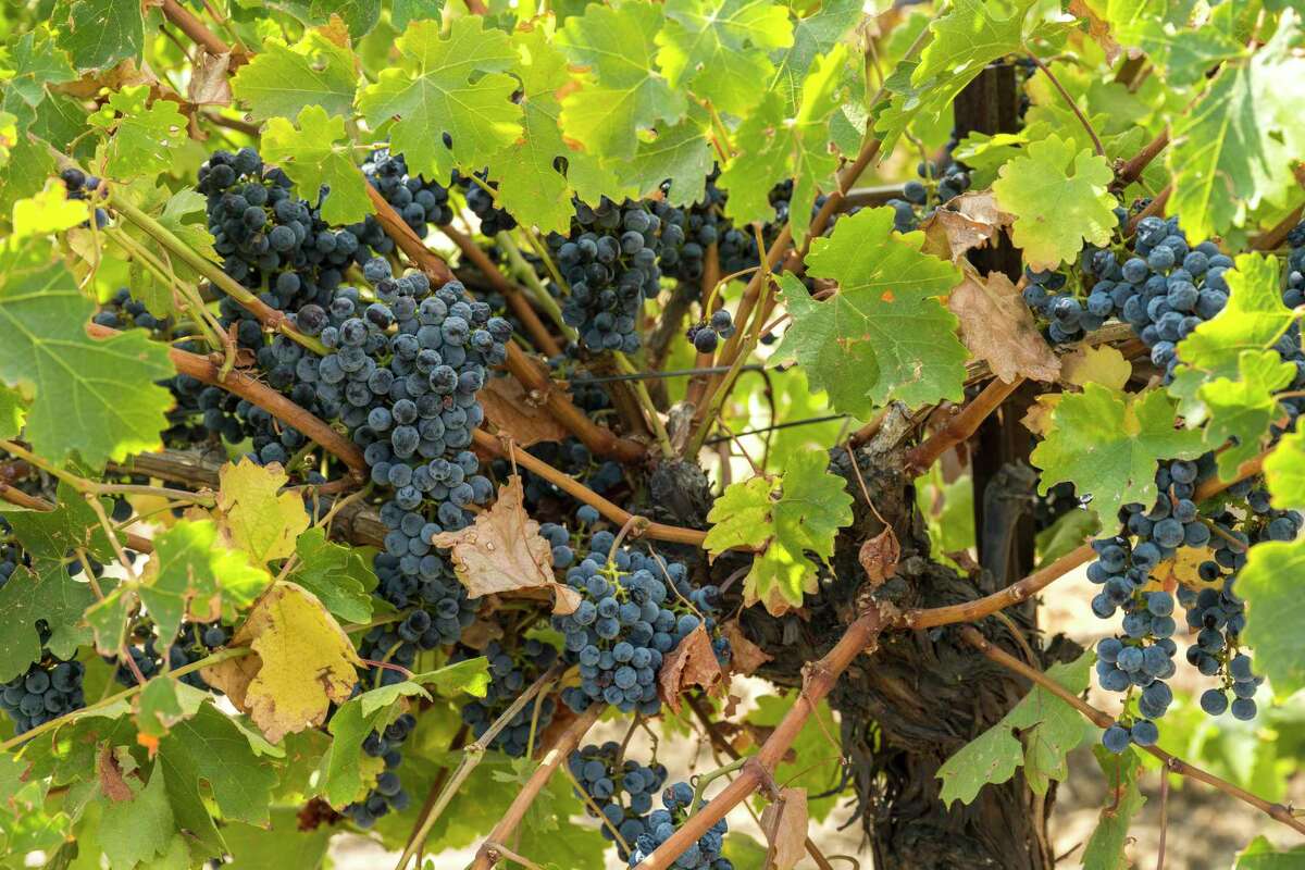 Ripe grapes in a regeneratively-farmed cabernet sauvignon vineyard at Robert Hall Winery in Paso Robles, Calif., Friday, Sept. 9, 2022.