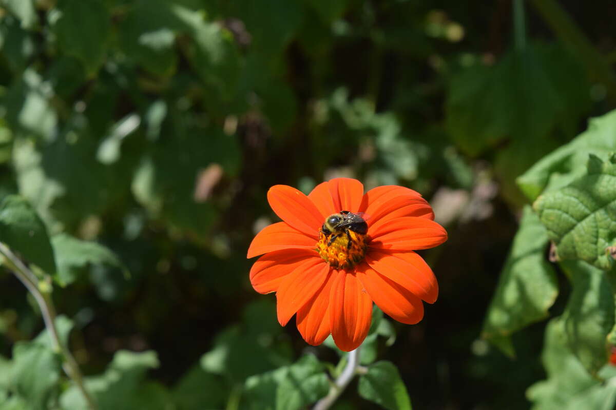 Pollinator insects like this bee are vitally important to the world of agriculture, helping farmers improve their crops and being responsible for billions of dollars in worldwide revenue.