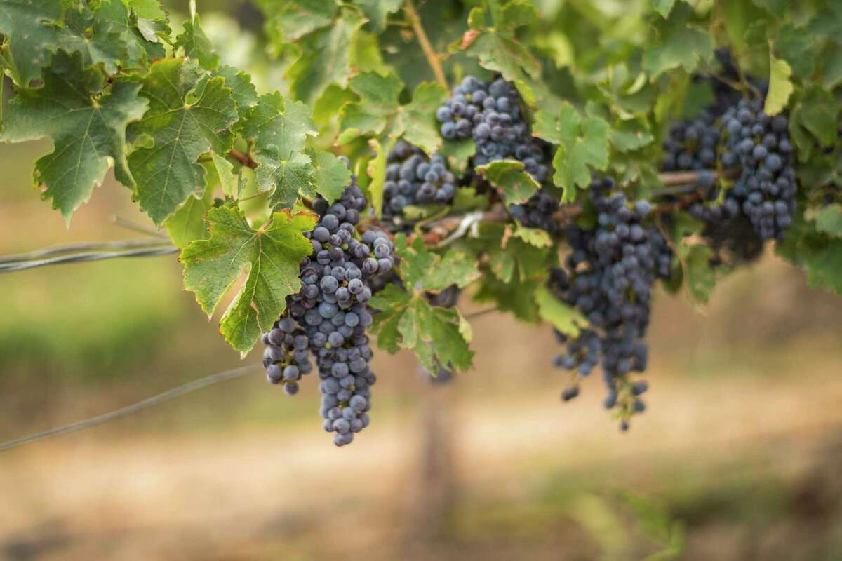 Cabernet sauvignon grapes in the control block at Robert Hall Winery in Paso Robles, Calif., Friday, Sept. 9, 2022.