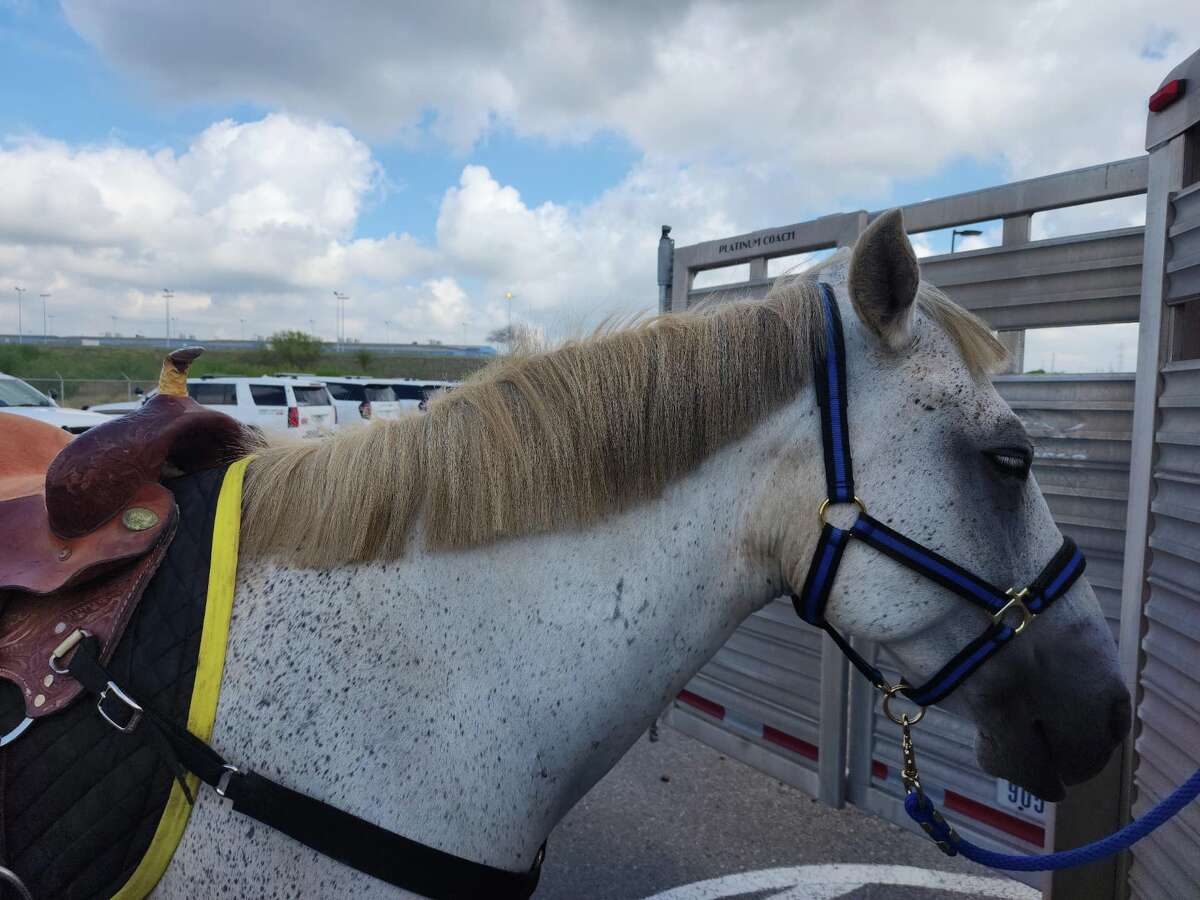 One of BCSO's mounted patrol horses was the target of San Antonio's "Edgar" jokes after a haircut flub. 