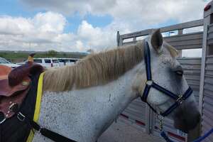 'Marbach mop': Law enforcement horse suffers the 'Edgar' haircut