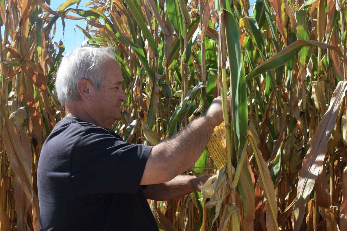 Dale Hadden inspects his corn fields. The Hadden family has about nine fields they could enter into this year's National Corn Growers Association yield contest.