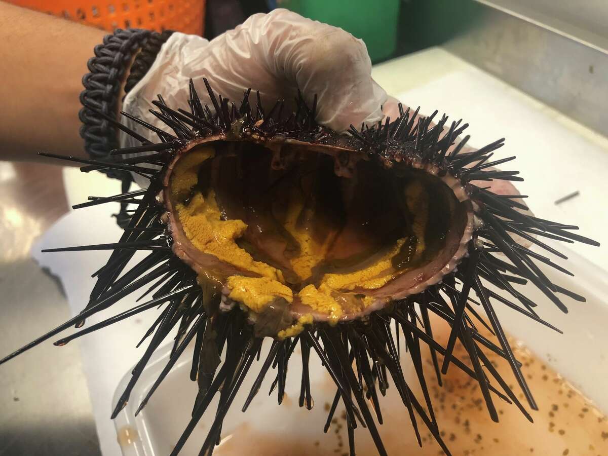 Behind the counter at the Santa Barbara Fish Market, a staff member cracked a large red urchin open using a metal pick.