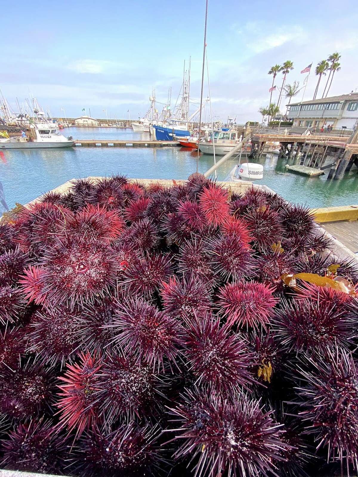 Purple hachi urchins saw a population boom a few years ago after their natural predators began dying off.