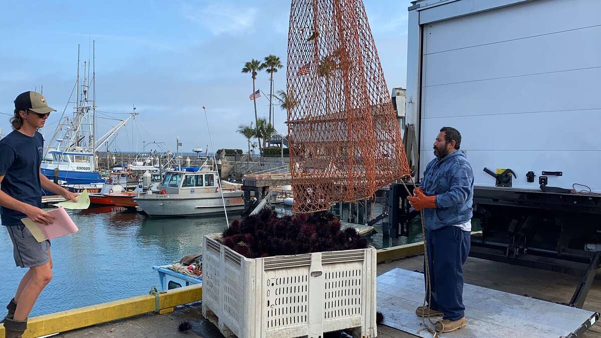 Sam Krautman, left, of the Santa Barbara Fish Market oversees an offload of urchin.