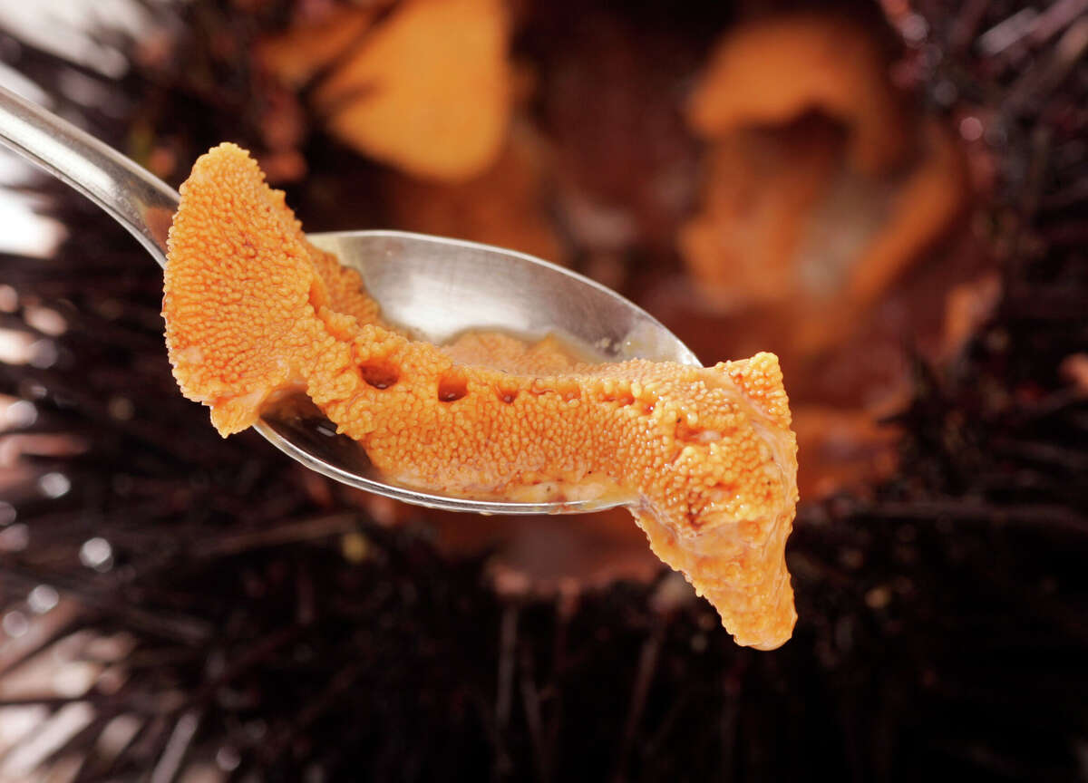 Scooping out the uni from inside the sea urchin.?