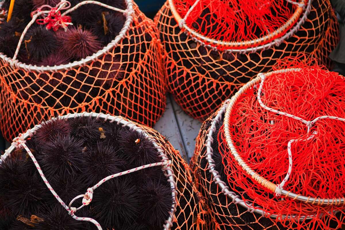 Freshly harvested red sea urchins are unloaded into a truck for transportation to the market at Santa Barbara Harbor.