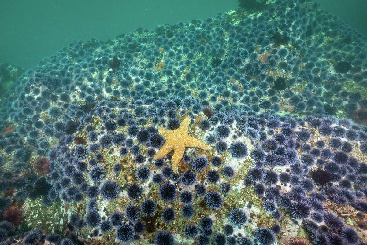 An orange ochre starfish clings to an empty reef amid a sea of purple sea urchins at Mendocino Headlands State Park in California.