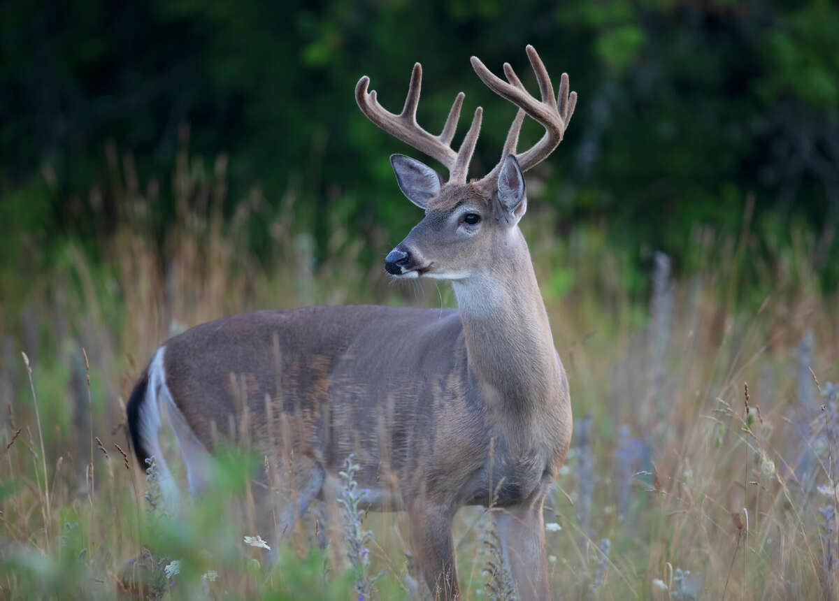 Texas fall deer hunting season TPWD forecasts conditions