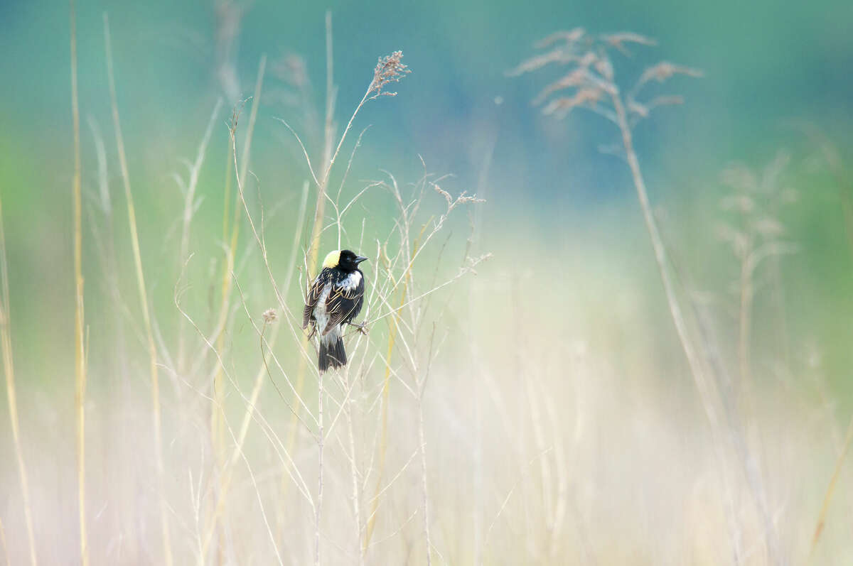 As some farms begin to integrate bird conservation into their work, grassland species like the Bobolink, above, stand to benefit.