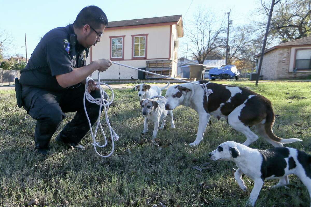 An Animal Care Services officer restrains a stray dog and her puppies. San Antonio has long been challenged with roaming dogs, and at present, many households are surrendering pets.