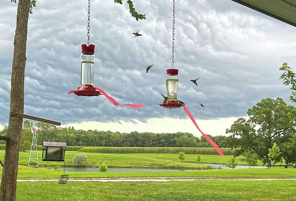 Hummingbirds grab a quick snack and move along as a storm rolls into the area.