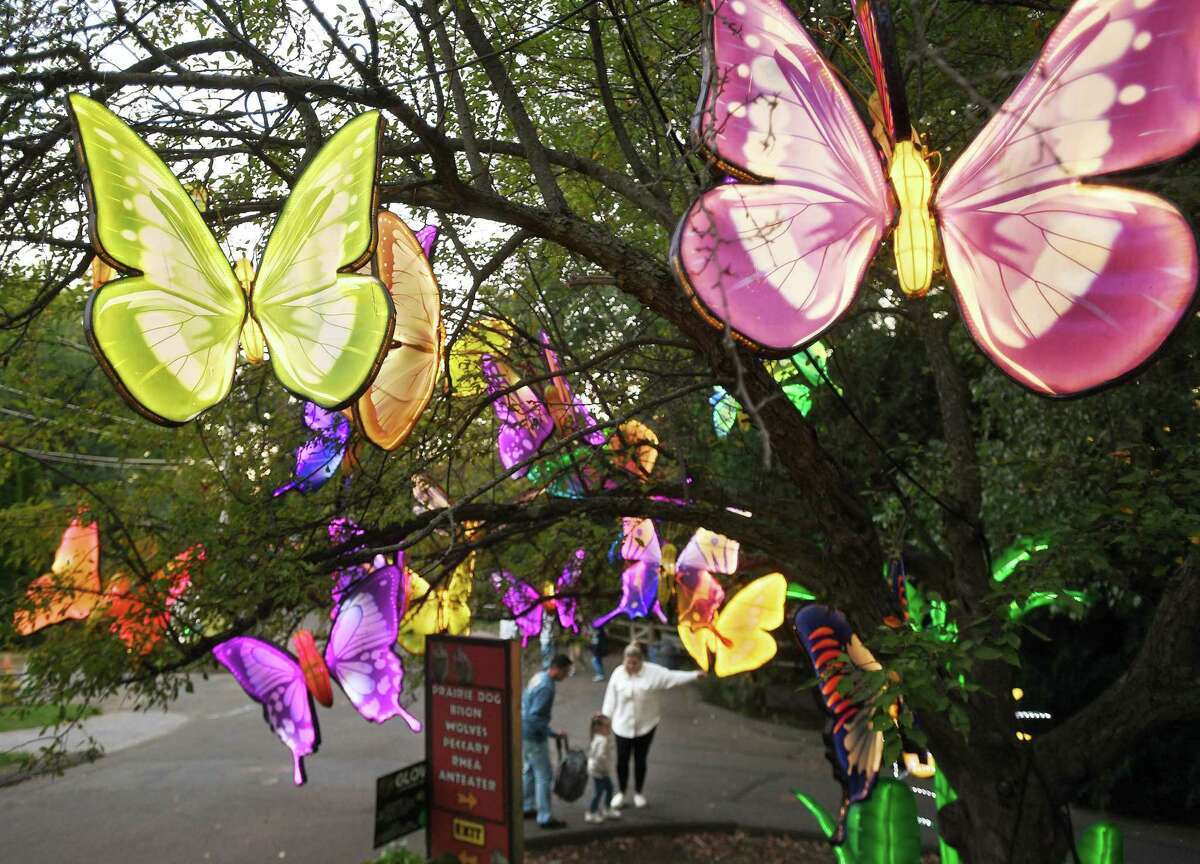 A tree full of giant glowing butterflies welcomes visitors on opening night of the Glow Lantern Festival at the Beardsley Zoo in Bridgeport, Conn. on Thursday, September 15, 2022. The walk through exhibit, featuring hundreds of glowing creatures, runs Thursday through Sunday evenings until November 27.