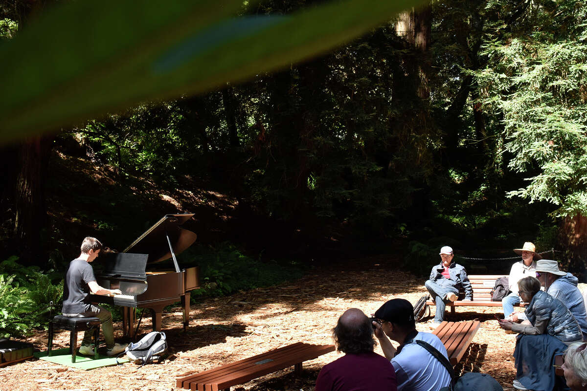 Spectators gather in the Redwood grove of the San Francisco Botanical Gardens to listen to one of the "Flower Pianos," on Friday, Sept. 16, 2022. 