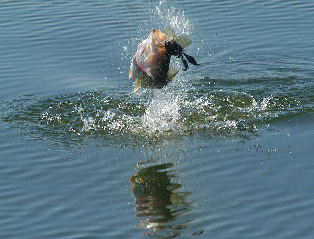 Sam Rayburn ranked among nation's best bass fisheries