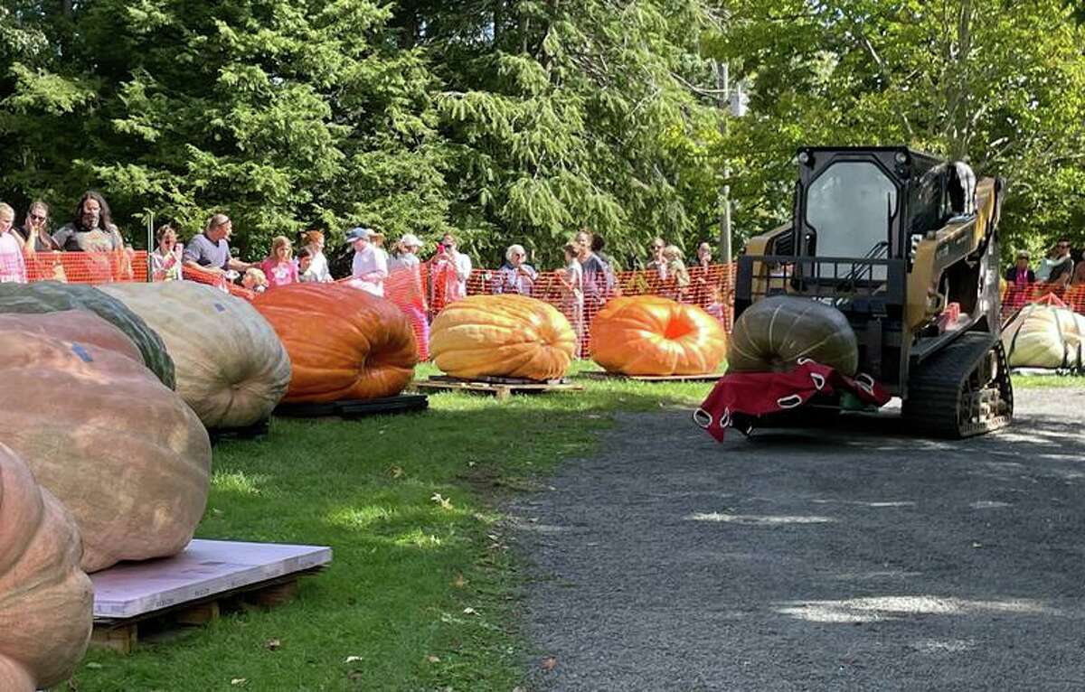 Residents of Ridgefield and beyond look forward to seeing the variety of giant pumpkins on display at the town's Giant Pumpkin Weigh-Off every fall, like these pumpkins at the 2021 event.
