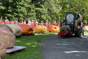 Ridgefield’s Giant Pumpkin Weigh-Off boasts ‘bigger and better’
