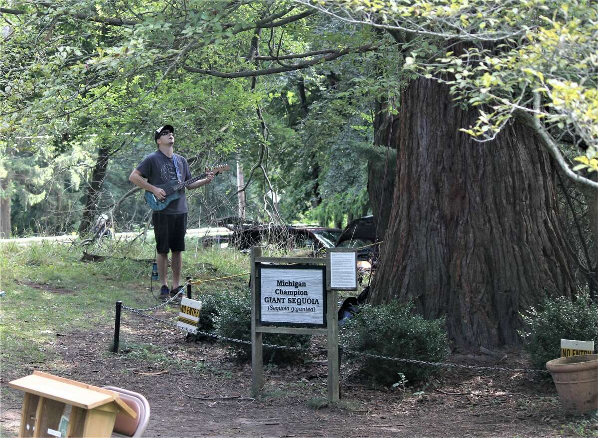 Musician Tom Wall plays a duet with a giant sequoia at Lake Bluff Farms in Manistee on Friday. The wall uses a device that transmits and converts the electrical impulses of the tree into notes and sounds.