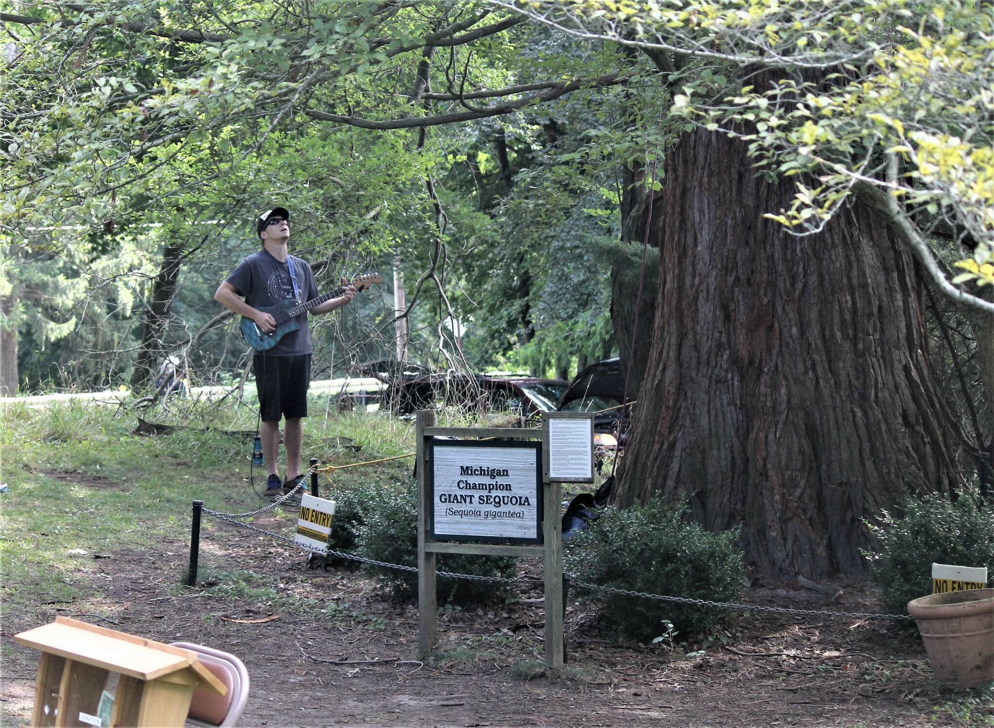 Did you know trees can play music?