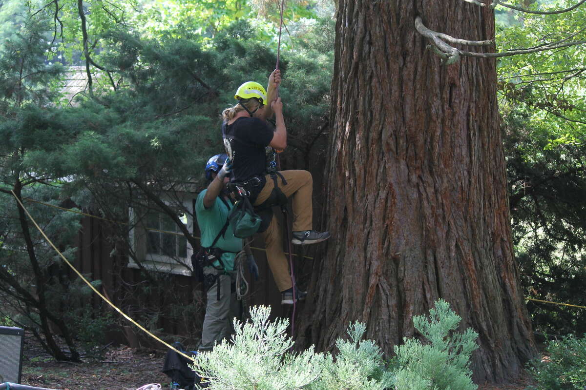 Jesse Ketchum, of Archangel Ancient Tree Archive, begins to ascend a Michigan champion giant sequoia Friday at Lake Bluff Farms in Manistee.