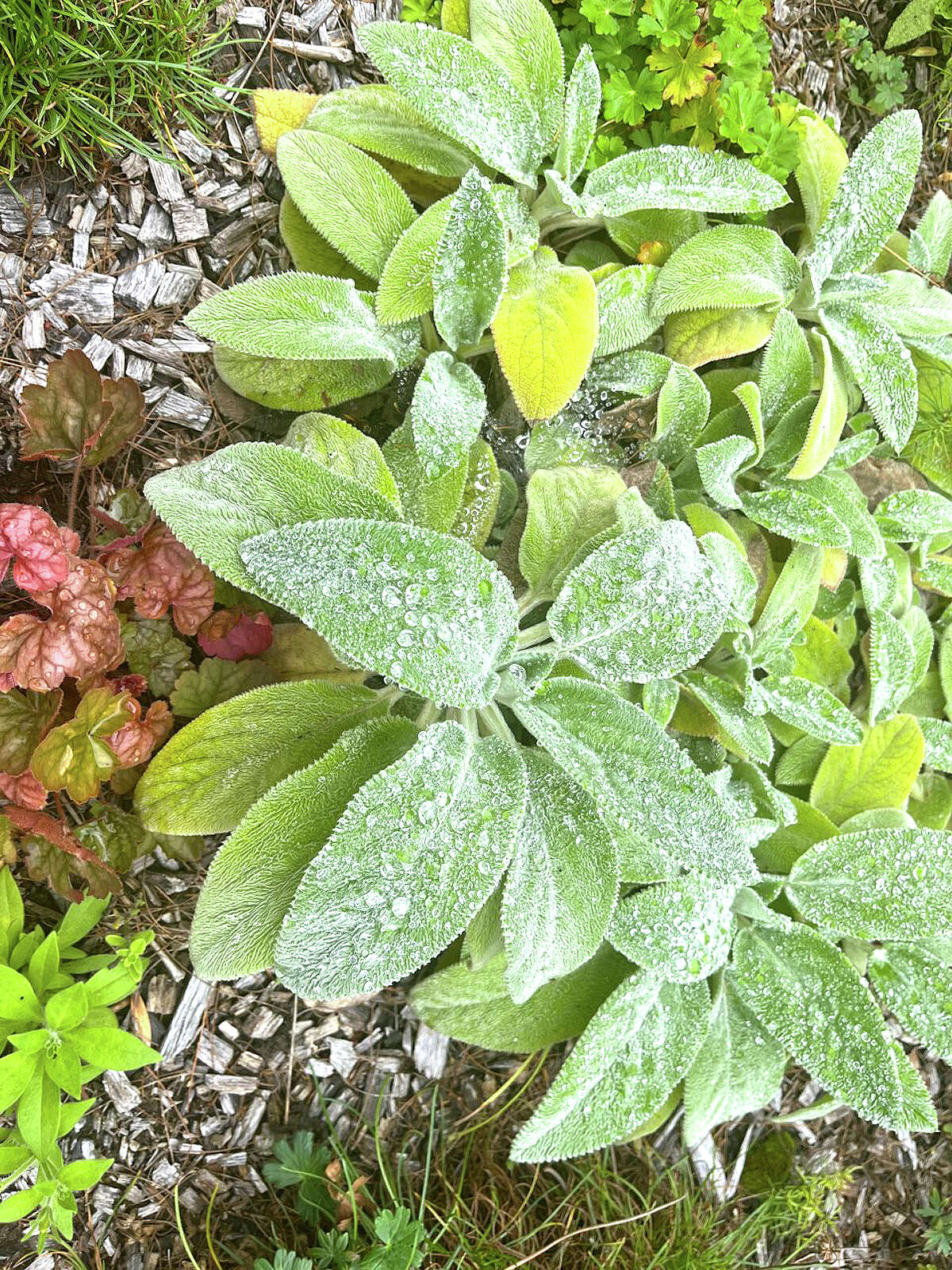 Drops of water linger on the leaves of lamb's ear plants after a rain.