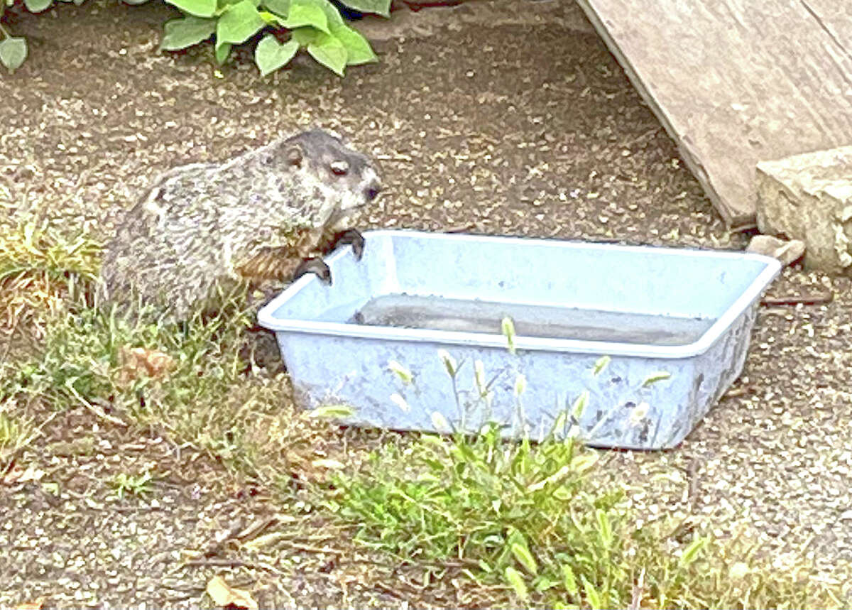 A groundhog considers whether to take a drink from a plastic tub.