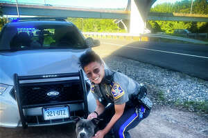 State police: Dog rescued on Cheshire highway adopted