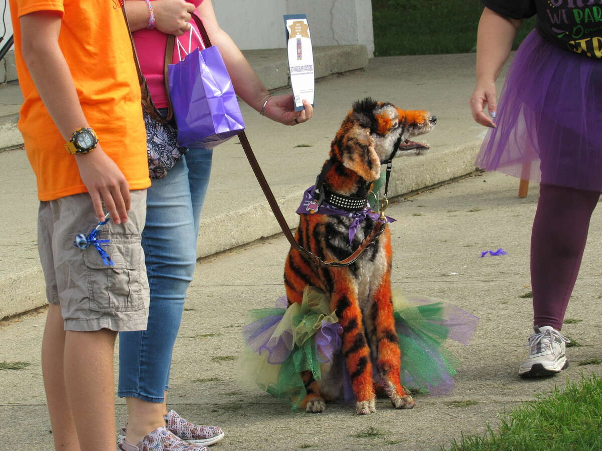 Jewel, a 1-year-old standard poodle, won the Mardi Gras costume contest at Bark for Life of Midland County on Sept. 17, 2022.