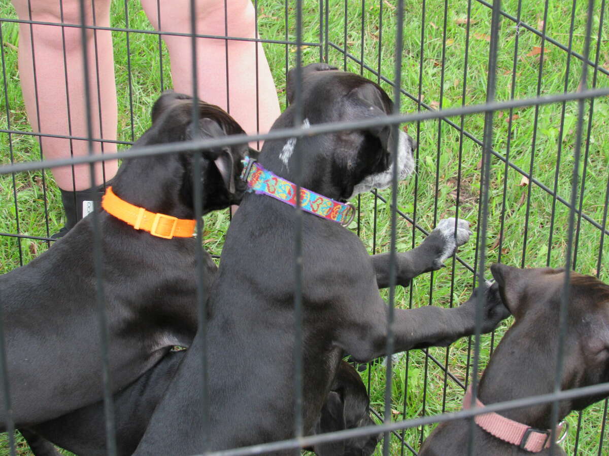 Midland County Pit Stop brought along four puppies that were up for adoption to Bark for Life of Midland County on Saturday, Sept. 17, 2022.