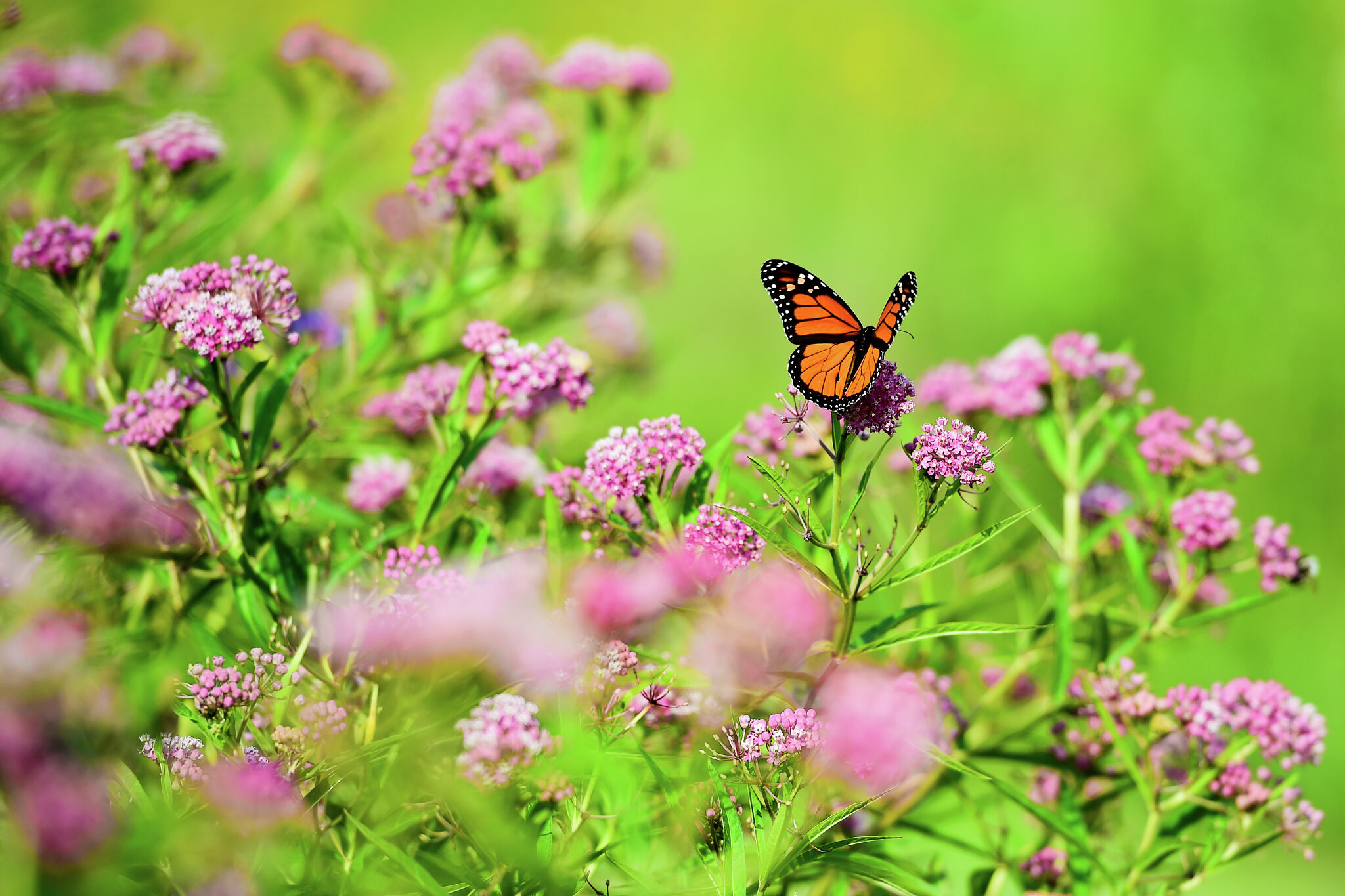 monarch butterflies on milkweed