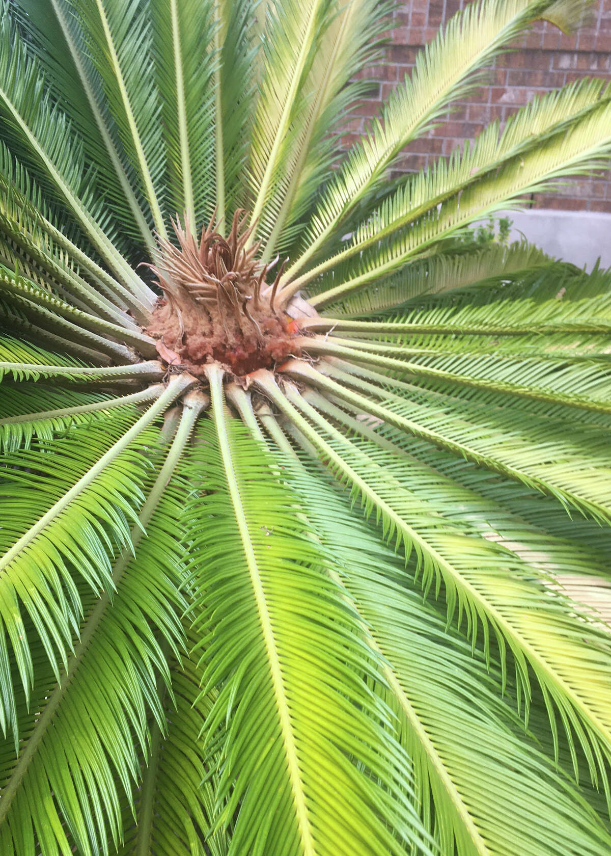 This sago palm might be suffering from sunscald or spider mites.