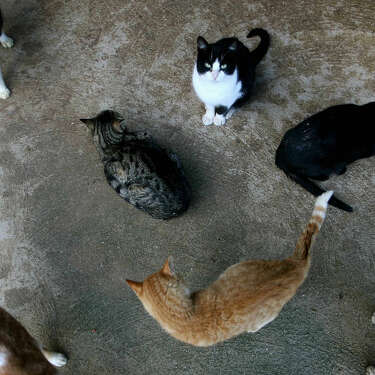 Creating a cat shelter out of an insulated storage bin or foam cooler can provide warmth for stray cats when winter arrives.