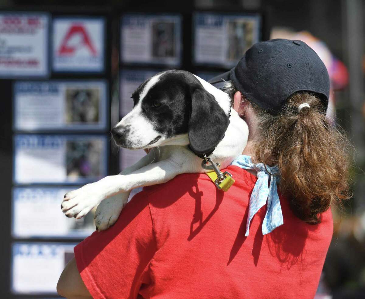 Un chiot a été proposé à l'adoption lors de l'événement annuel de collecte de fonds et d'adoption pour
