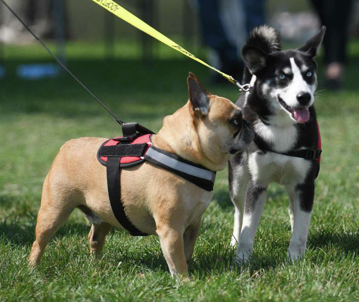 Des chiens jouent à l'événement annuel de collecte de fonds et d'adoption de .