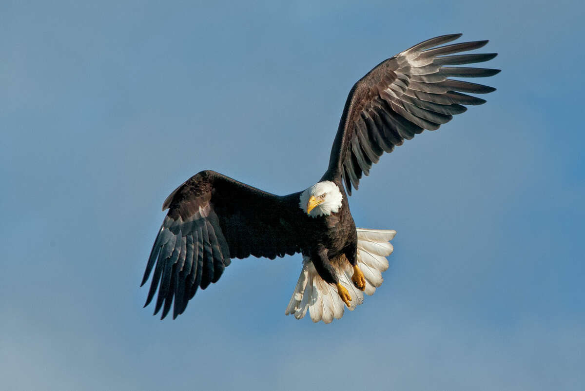 Bald Eagle in flight 