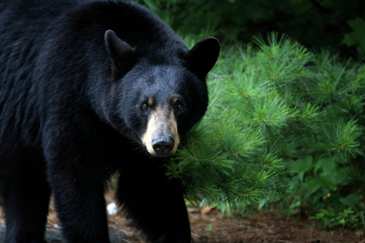 Black Bear Sow in Ontario, Canada.
