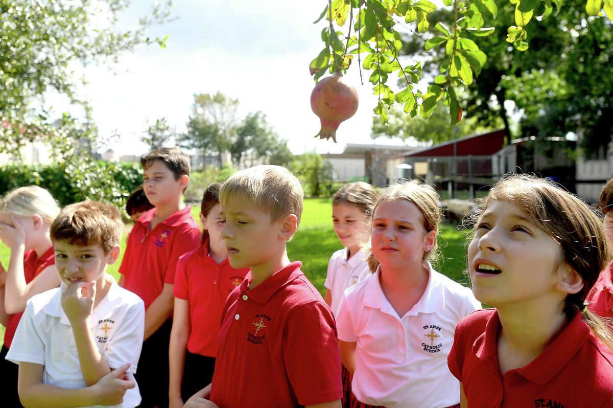 Finley Audilet gazes up at a pomegranate tree as fourth graders in Tara Cook's class at St. Anne's Catholic School get back to work in The Giving Field for the new school year Monday. Students will continue to work weekly in the garden and on their class-oriented projects throughout the remainder of the school year. Photo made Monday, September 19, 2022 Kim Brent/Beaumont Enterprise
