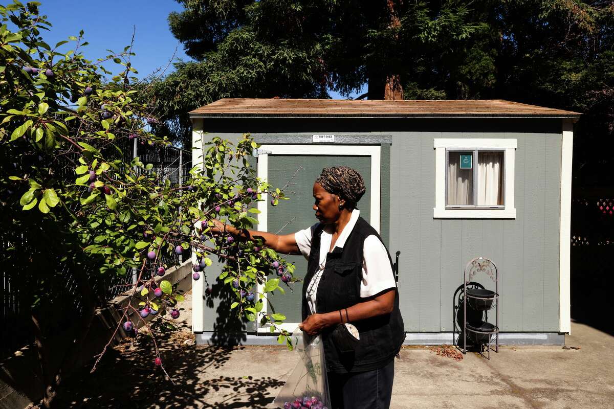 Longtime Longfellow resident Carol Tolbert collects plums from her tree. For nearly 70 years, she has seen changes in her neighborhood, which was once a predominantly Black but now has a higher share of white, Asian and Latino residents.