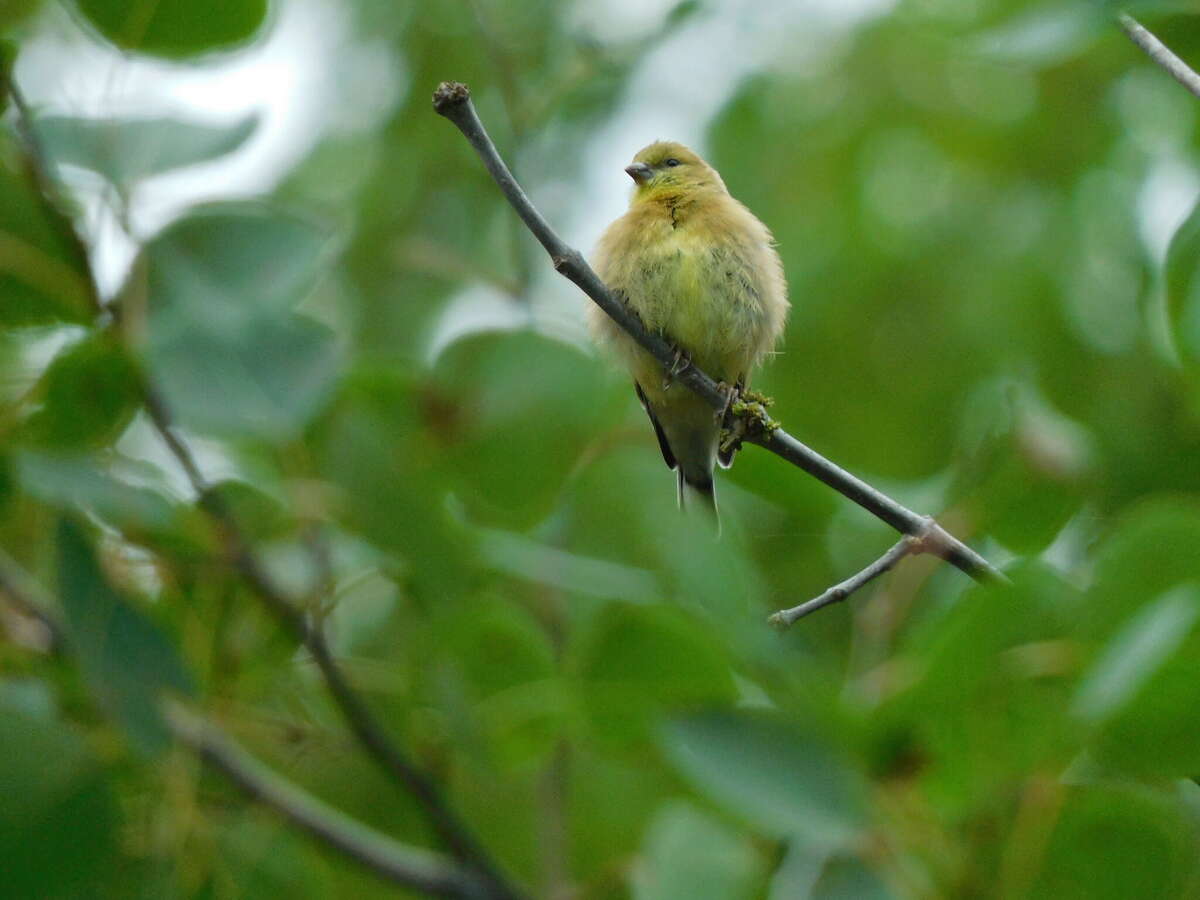 Wildlife Wednesday: American goldfinch