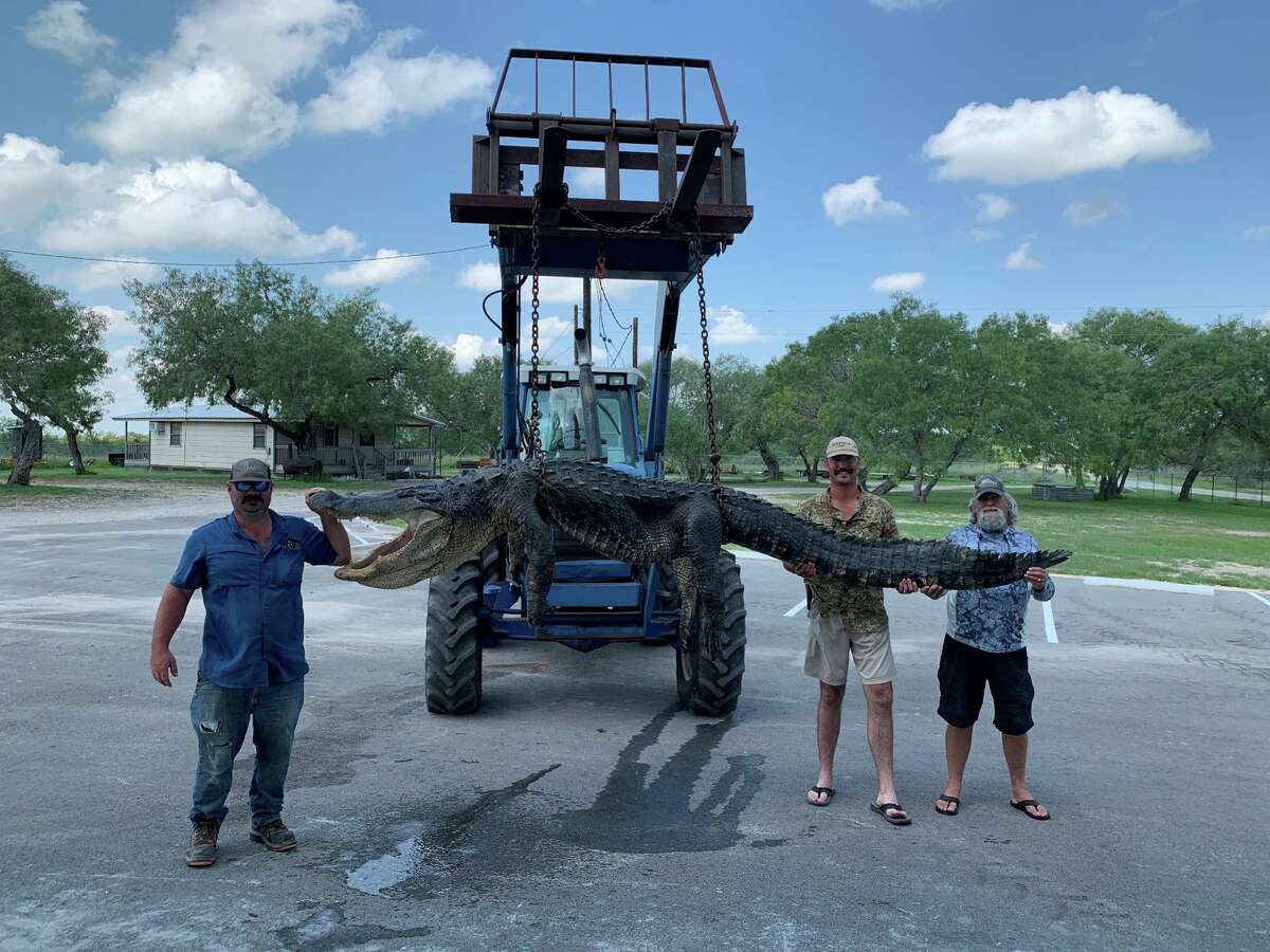 Crop two was a 600 lb male. He was 13 feet long.